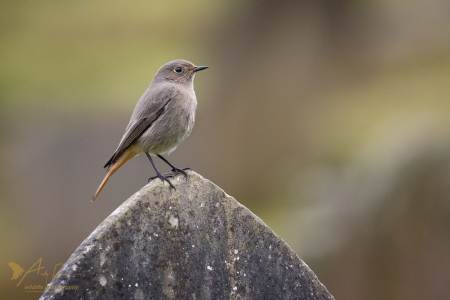Black Redstart (f)