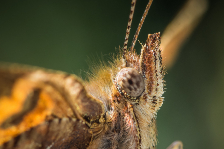 The Eye of the Comma