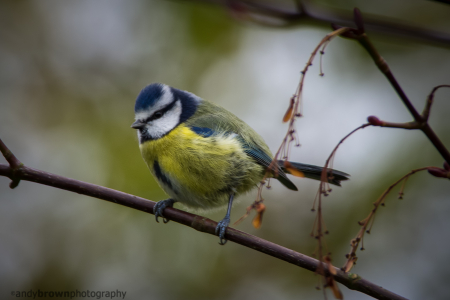 Blue Tit in my garden