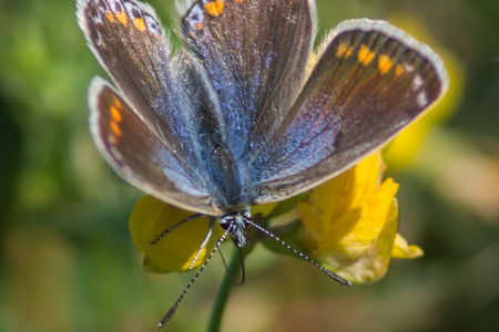 Common Blue (Female)