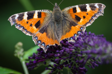 Small Tortoiseshell