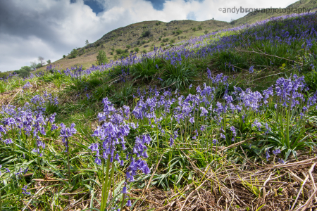 Loughrigg Bluebells