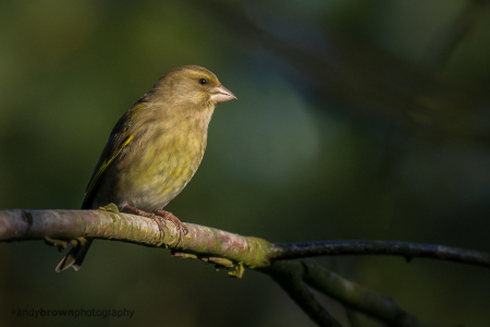 Greenfinch (female)
