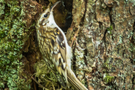 Treecreeper