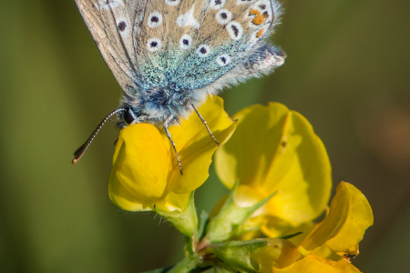 Common Blue