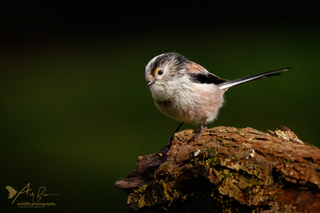 Long-tailed Tit