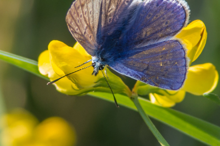 Common Blue