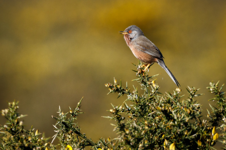 Dartford Warbler