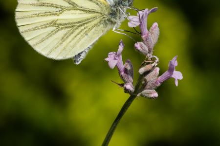 Green-veined White