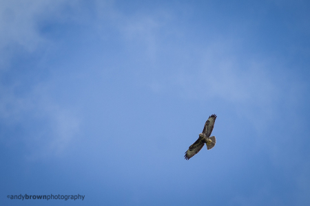 Buzzard