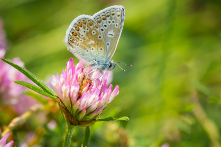Common Blue (male)