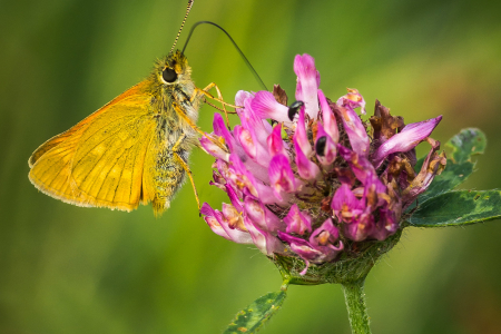 Large Skipper