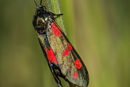 Six-Spot Burnet Moth