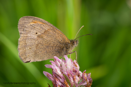 Meadow Brown