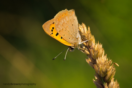 Small Copper