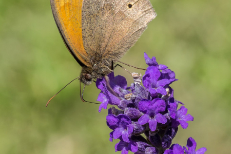 Meadow Brown