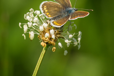 Brown Argus