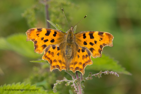 Comma