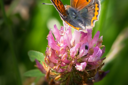 Small Copper