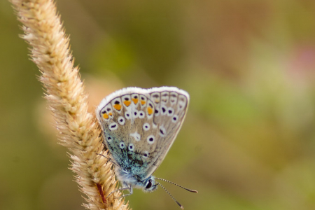 Common Blue