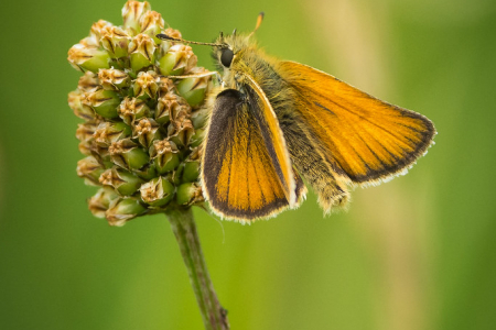 Essex Skipper