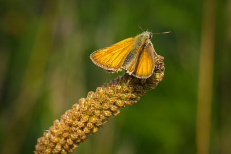 Small Skipper