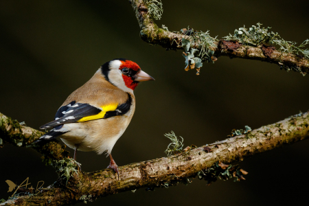 Goldfinch (Explored 12 February 2017)
