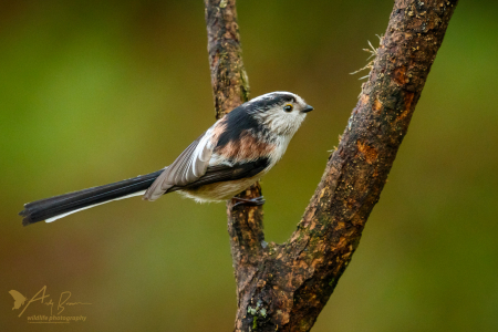 Long-tailed Tit (Explored 21 January 2017)