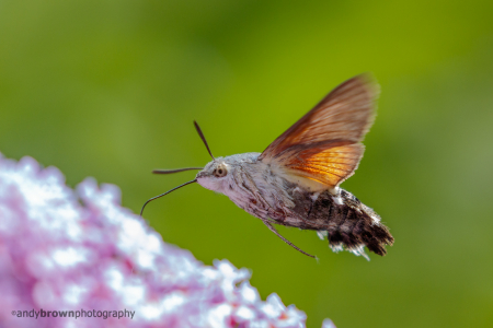 Hummingbird Hawk Moth