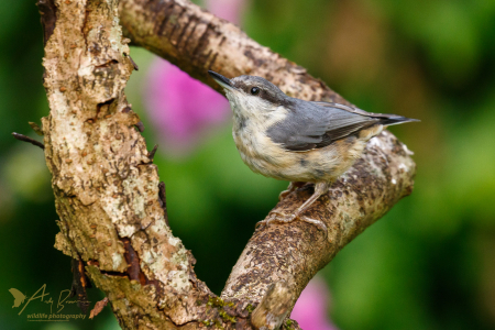 Juvenile Nuthatch