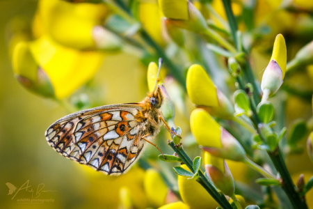 Small Pearl-bordered Fritillary