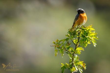 Redstart (m)