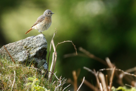 Redstart ♀️