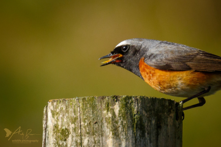 Redstart (m)
