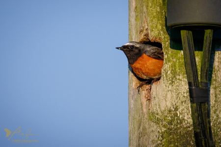 Redstart ♂️