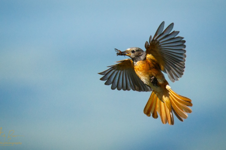 Redstart ♀️
