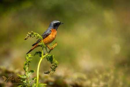 Redstart ♂️