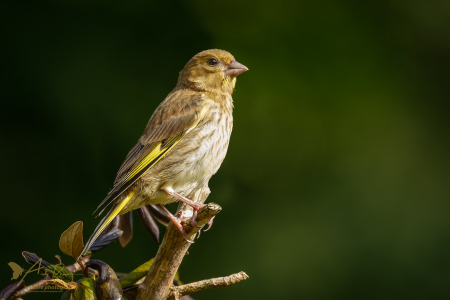 Greenfinch (j)