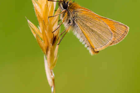 Small Skipper
