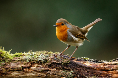 Robin
