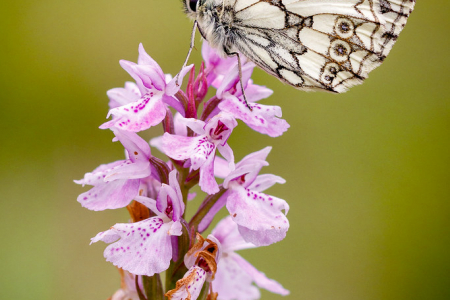 Marbled White