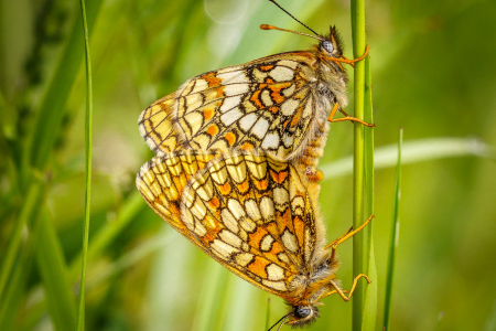Heath Fritillaries