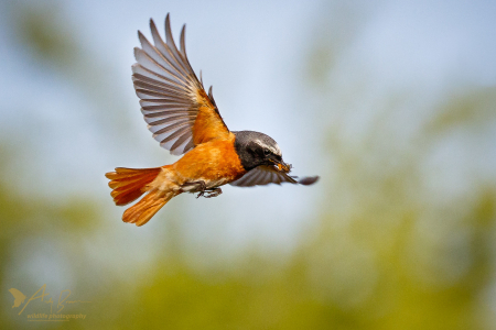 Redstart ♂️ (Explored 26 May 2017)