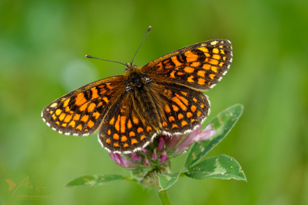 Heath Fritillary