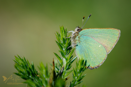 Green Hairstreak