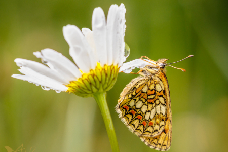 Heath Fritillary