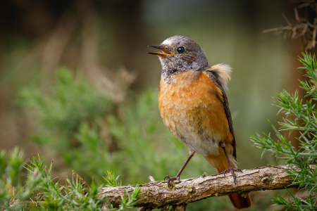 Redstart ♀️ (Explored 8 June 2017)