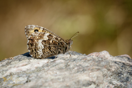 Grayling