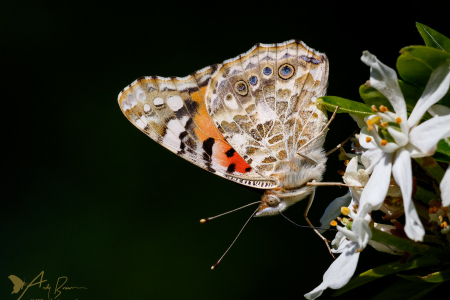 Painted Lady