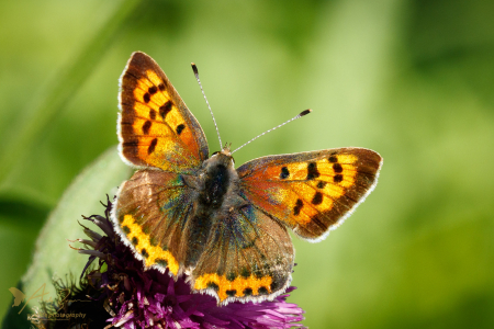 Small Copper